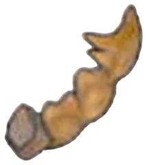 Despot Fossil (tail)