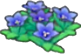 Mountain flowers