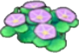 Seashore flowers